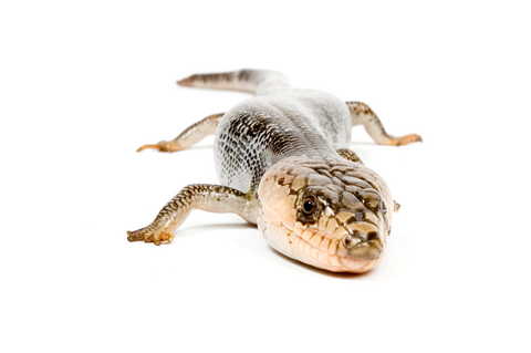 Pink Tongue Skink For Sale, Pink Tongue Skink For Sale Near Me, Pink Tongue Skink For Sale Cheap, Pink Tongue Skink For Sale Canada, Pink Tongue Skink For Sale Usa, Pink Tongue Skink For Sale Europe, Pink Tongue Skink For Sale Uk,baby Pink Tongue Skink For Sale